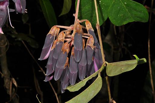 Mucuna hainanensis